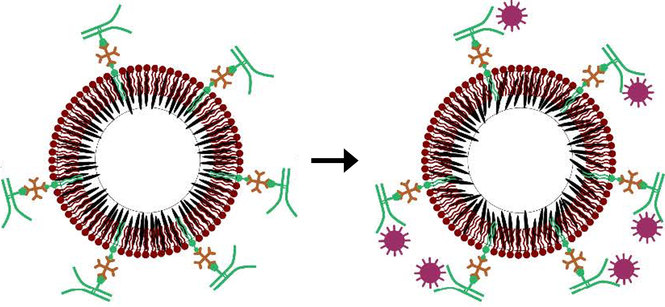 LC biosensor2 – EmBioSys Lab