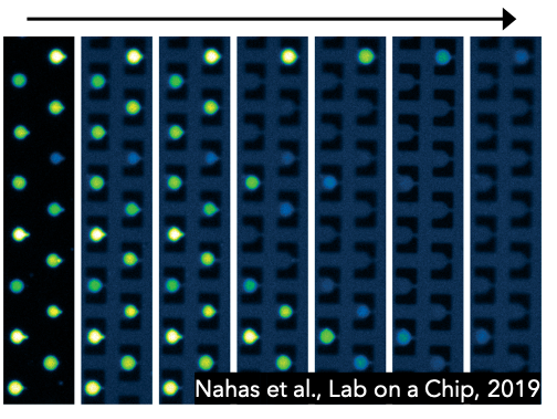 Lab on a chip screening assay – EmBioSys Lab