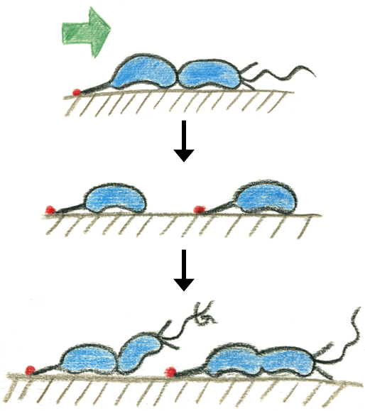 Surface sensing sketch – EmBioSys Lab