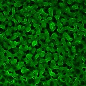 GRP condensates_cut – EmBioSys Lab