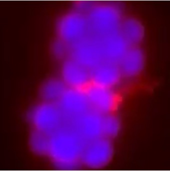 Collaborations – EmBioSys Lab